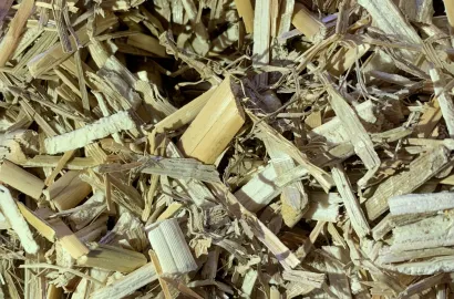 Paillage biologique en miscanthus
