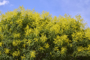 « L’ombre de demain se plante dès à présent… »