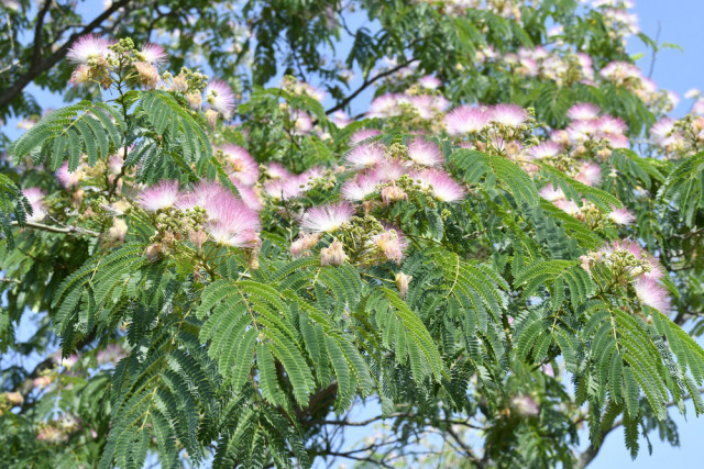 Albizia julibrissin ‘Ombrella’ ou ‘Summer Chocolate’