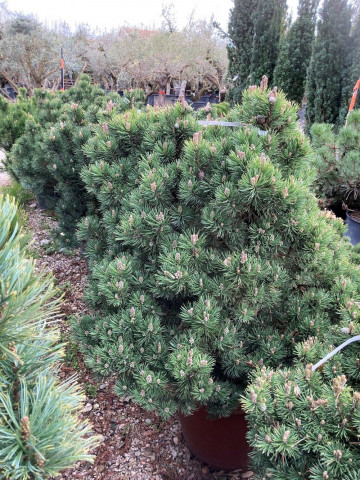 Conifère Pinus - Hortus