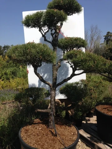 Conifère Pinus Sylvestris