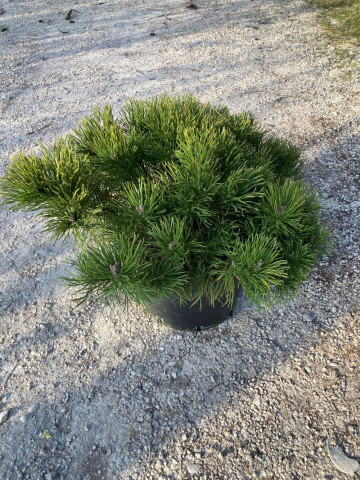 Conifère Pinus Hortus Pépinière