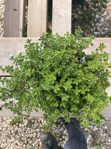 Plantes aromatiques Hortus pépinière