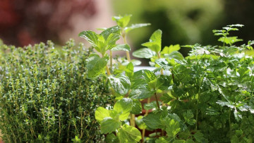 Plantes aromatiques Pépinières Hortus