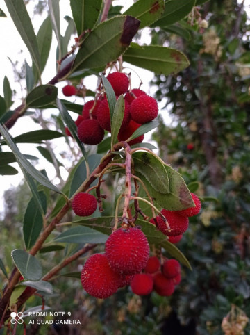 Fruits d'arbousier