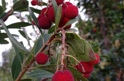 Fruitiers