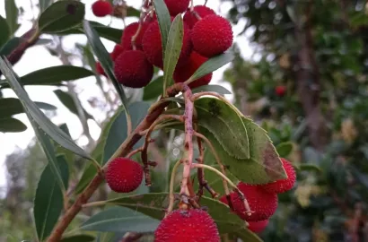 Fruitiers