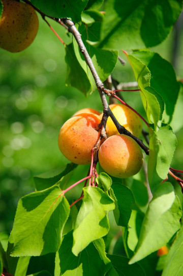 Abricotier Pépinière drôme