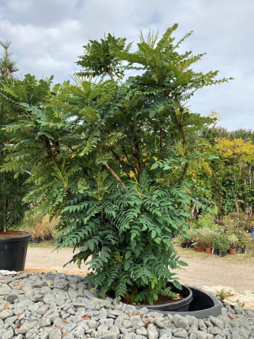 Mahonia Charity Hortus Drôme