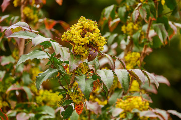 Plantes mellifères pépinière