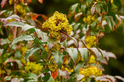 Plantes mellifères
