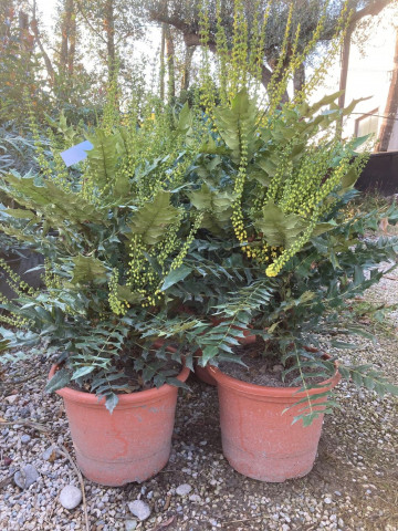 Mahonia en pot Hortus Drôme