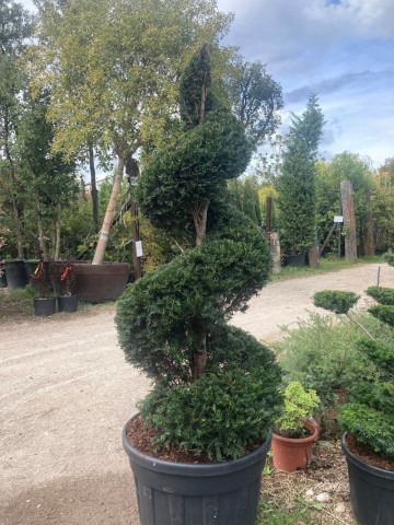 Taxus Baccata en spirale Hortus