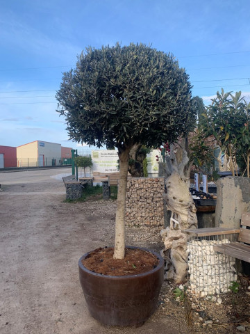 Art topaire Hortus Pépinière Drôme