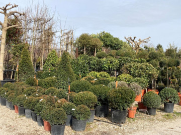 Art topiaire Hortus Pépinière Taille Arbres