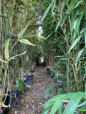 Bambous à planter Hortus Pépinière