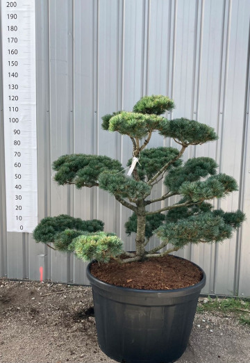 Pinus Niwaki Pépinière Hortus