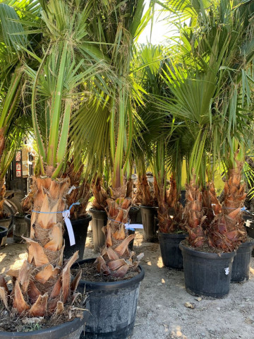 Arbre jardin sec