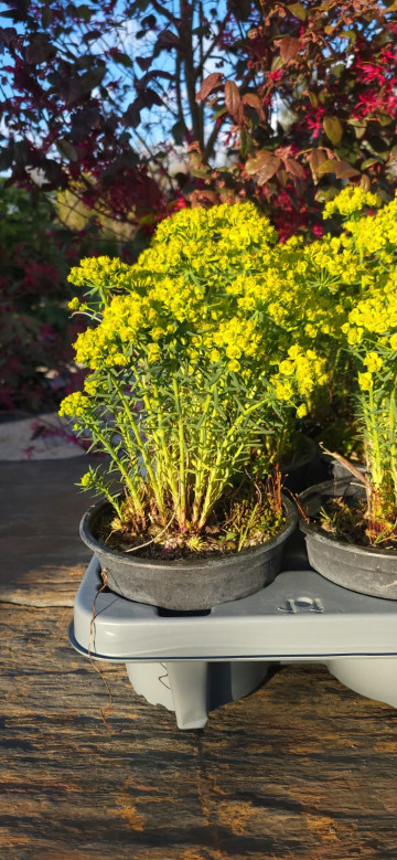 Végétaux pour jardin sec