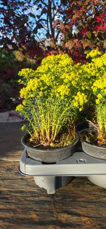 Végétaux pour jardin sec