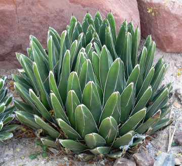 Agave jardin sec - Hortus Végétal