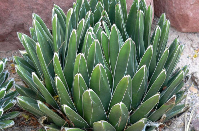 Jardin sec