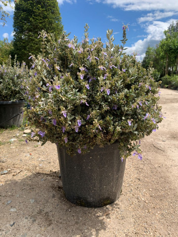 Jardin sec Hortus Drôme