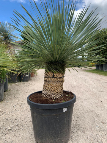 Palmier jardin sec