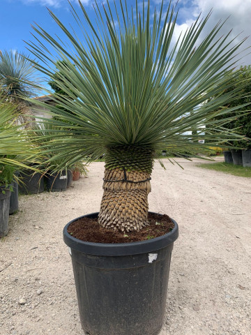 Palmier jardin sec