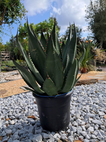 Agave jardin sec