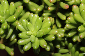 Plante couvre-sol Sedum