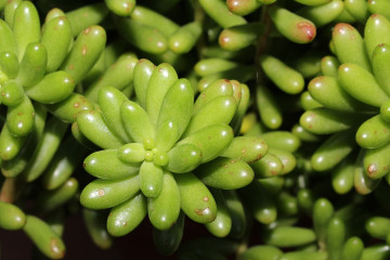 Plante couvre-sol Sedum