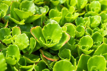 Plante toit végétalisé Hortus Pépinière