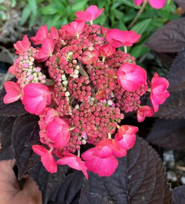 Fleur Hydrangea Pépinière Drôme