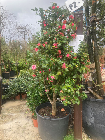 Camelia Japonica Hortus Pépinière Drôme