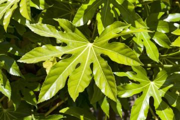 Plantes d'ombre Fatisa Japonica
