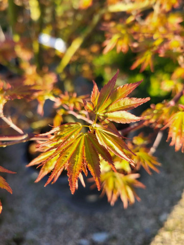 Nouveau feuillage Acer Hortus