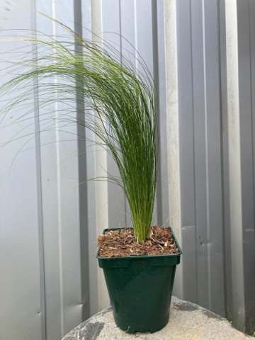 Stipa en pot Hortus