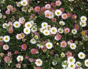 Fleurs Vivaces Erigeron Karwinskianus