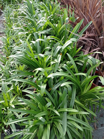 Agapanthus africanus Agapanthe Hortus Jardinerie