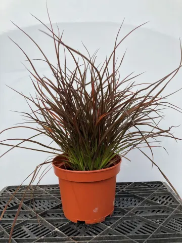 Vivaces en pot, Phormium