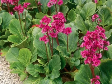 Plante vivace jardin Bergenia Hortus