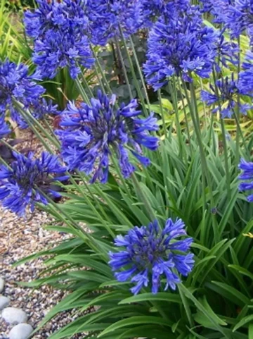 Agapanthe Bleu Jardinerie Hortus
