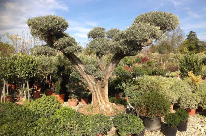 Plantes méditerranéennes