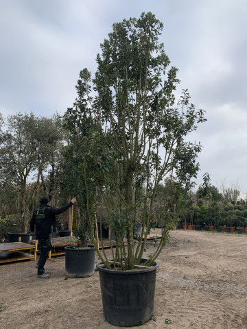 Acheter un arbre Pépinière Hortus