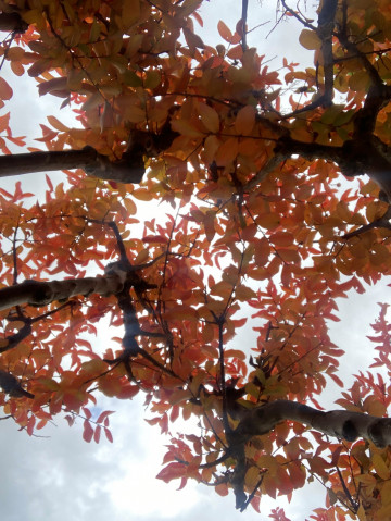 feuillage automnale lagerstroemia indica