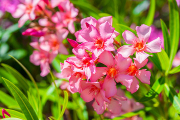 Plants de Lauriers Roses Pépinière Hortus Drôme