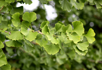 Arbre ginkgo plantes méditérannéenes