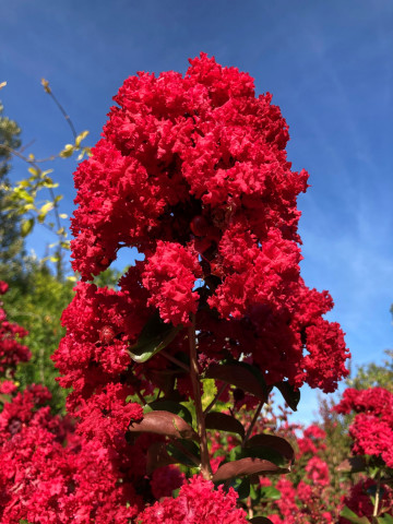 fleur lagerstroemia indica Pépinière Hortus