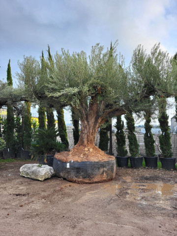 Olivier forme naturelle Hortus Pépinière